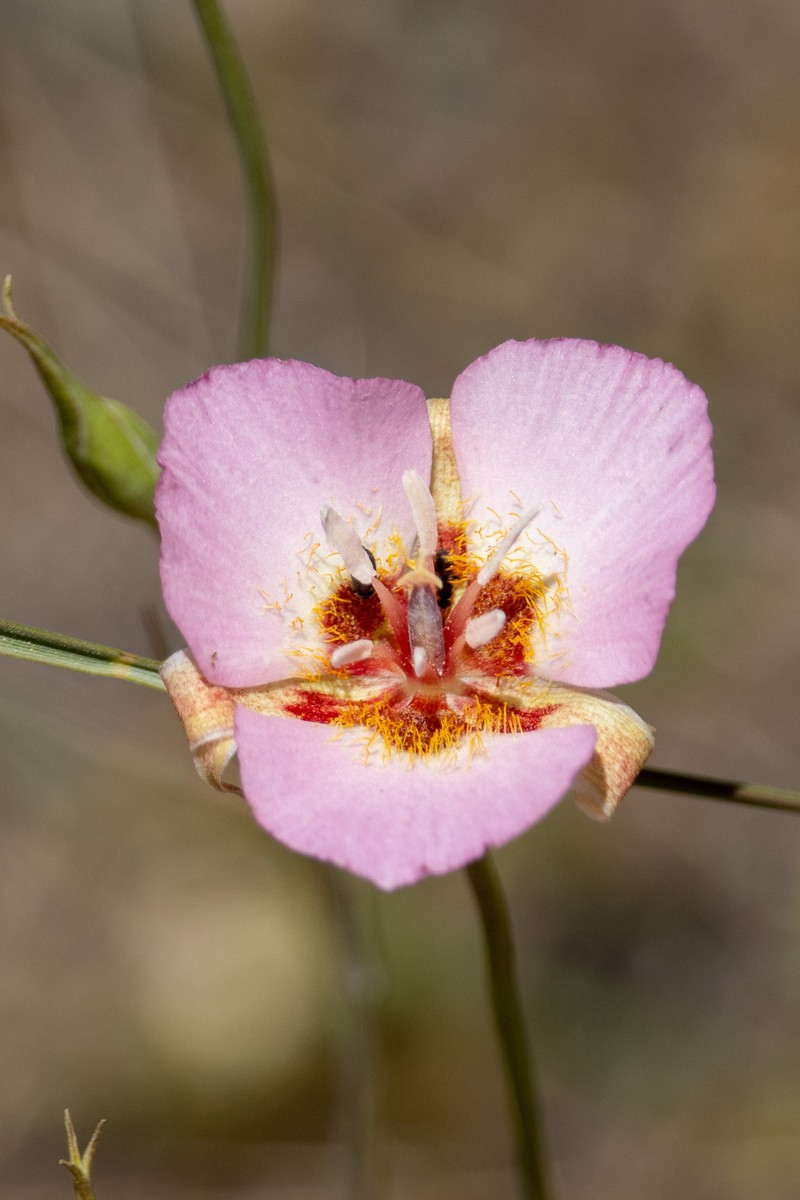 Calochortus palmeri var. palmeri photo 6