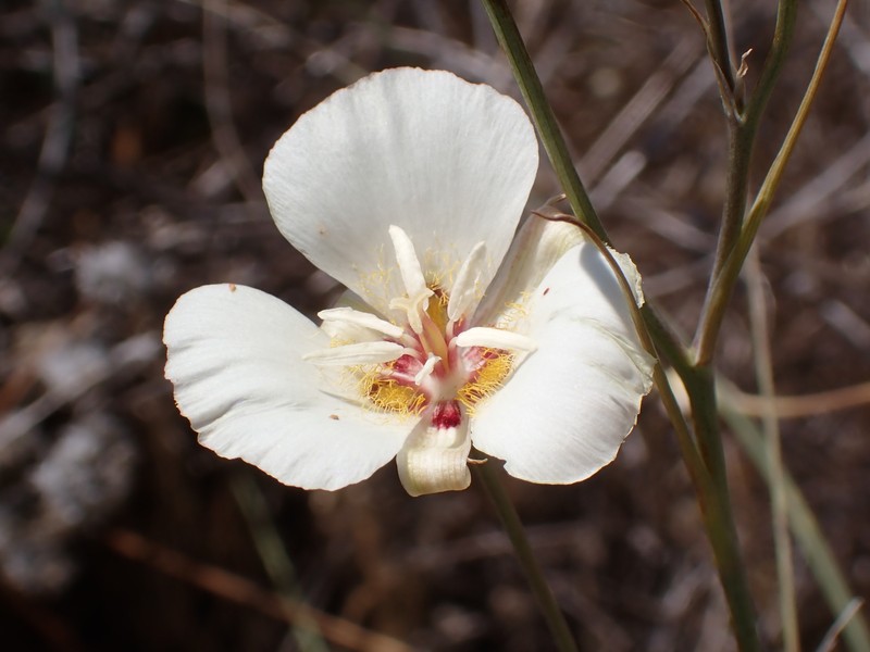 Calochortus palmeri var. palmeri photo 7