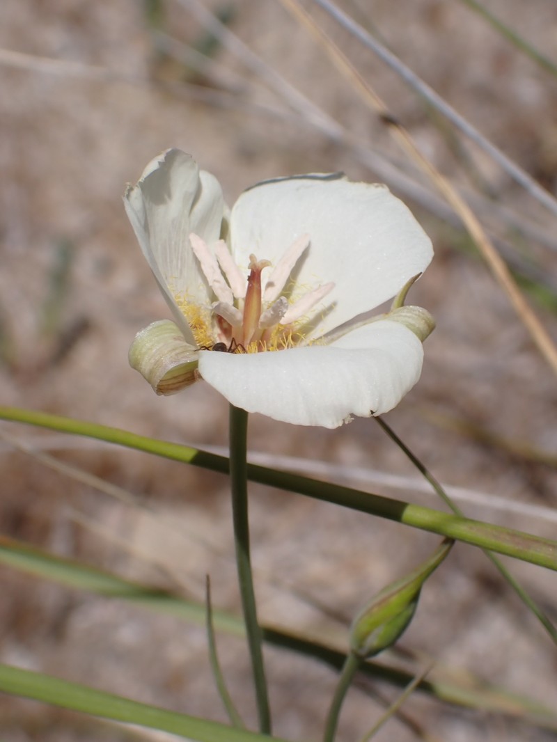 Calochortus palmeri var. palmeri photo 8