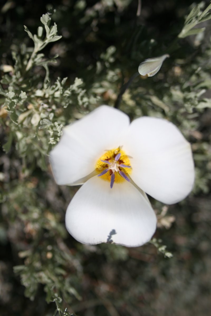 Panamint Mountain Mariposa Lily
