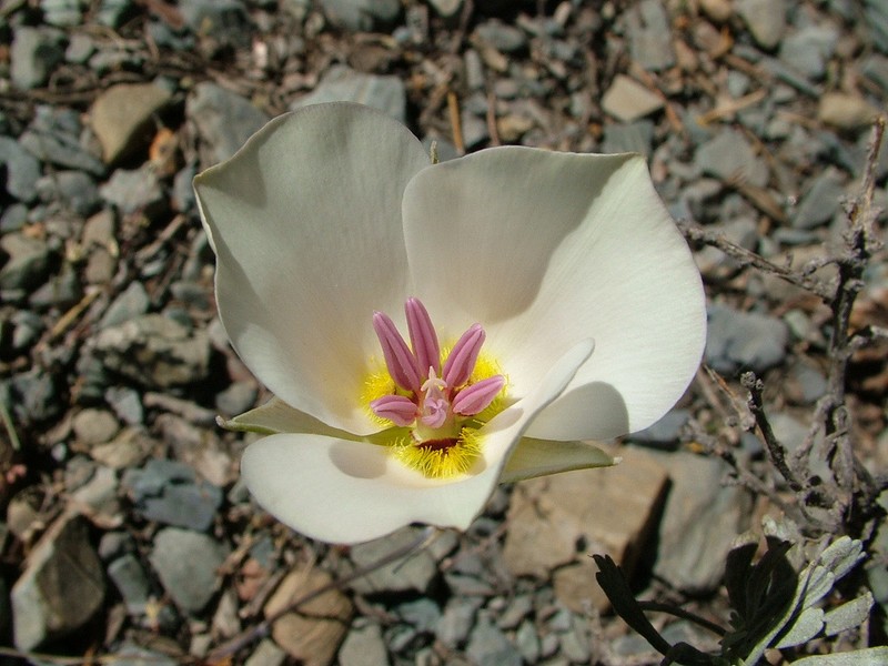 Panamint Mountain Mariposa Lily photo 2