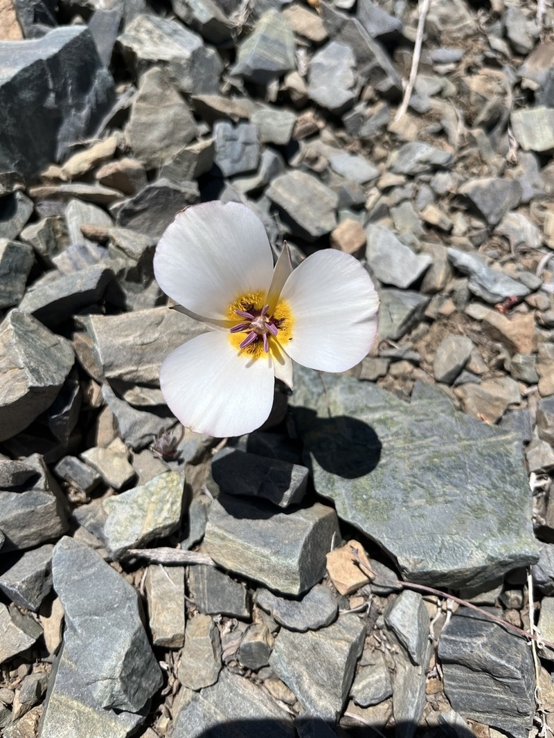 Panamint Mountain Mariposa Lily photo 3