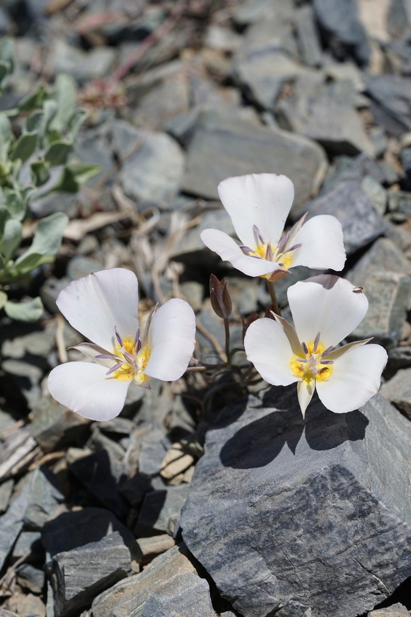 Panamint Mountain Mariposa Lily photo 4