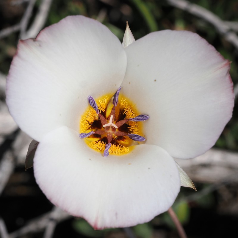 Panamint Mountain Mariposa Lily photo 5
