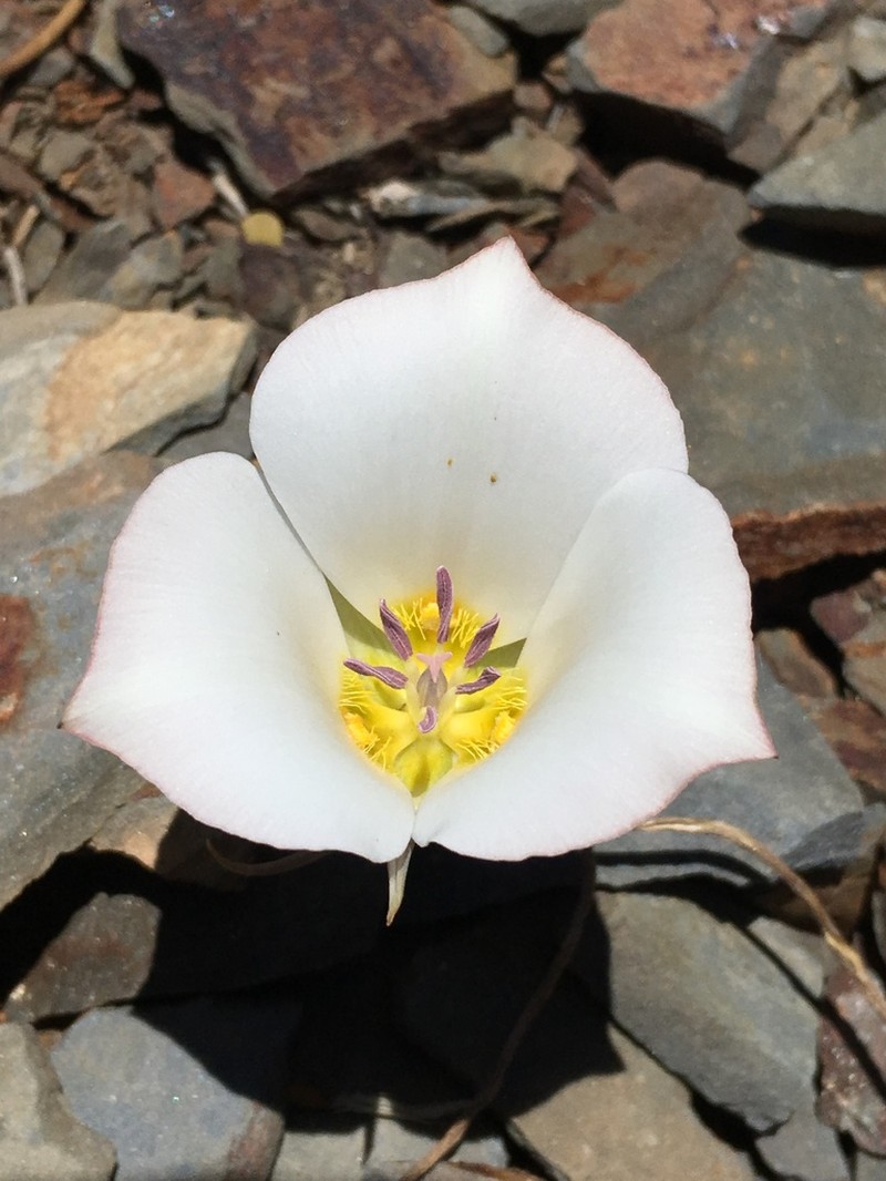 Panamint Mountain Mariposa Lily photo 6