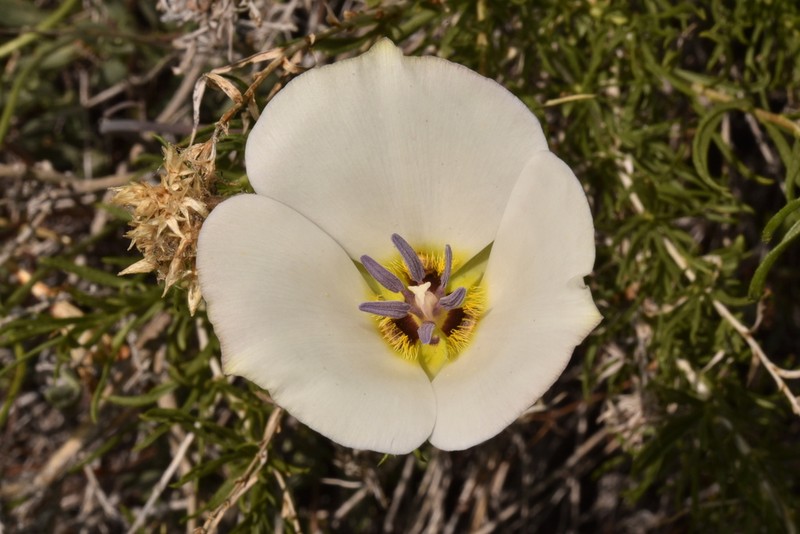 Panamint Mountain Mariposa Lily photo 7