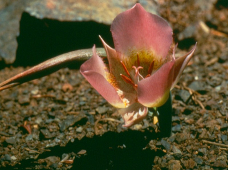 Siskiyou Mariposa Lily