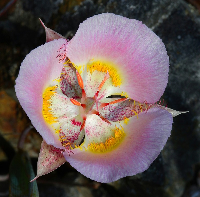 Siskiyou Mariposa Lily photo 2