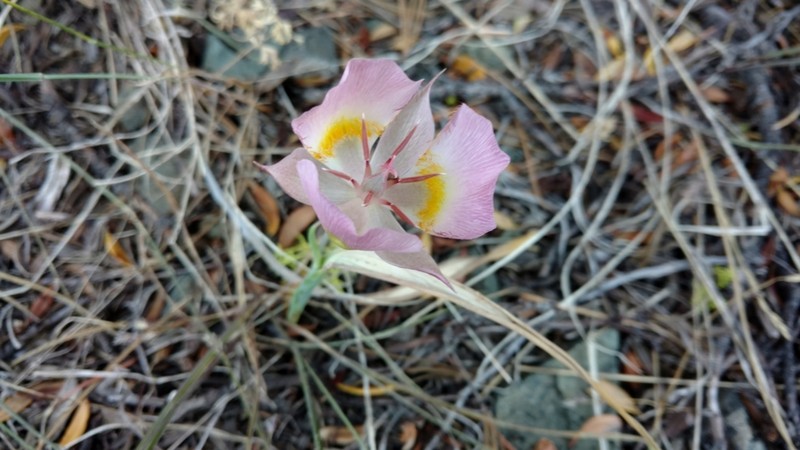 Siskiyou Mariposa Lily photo 3