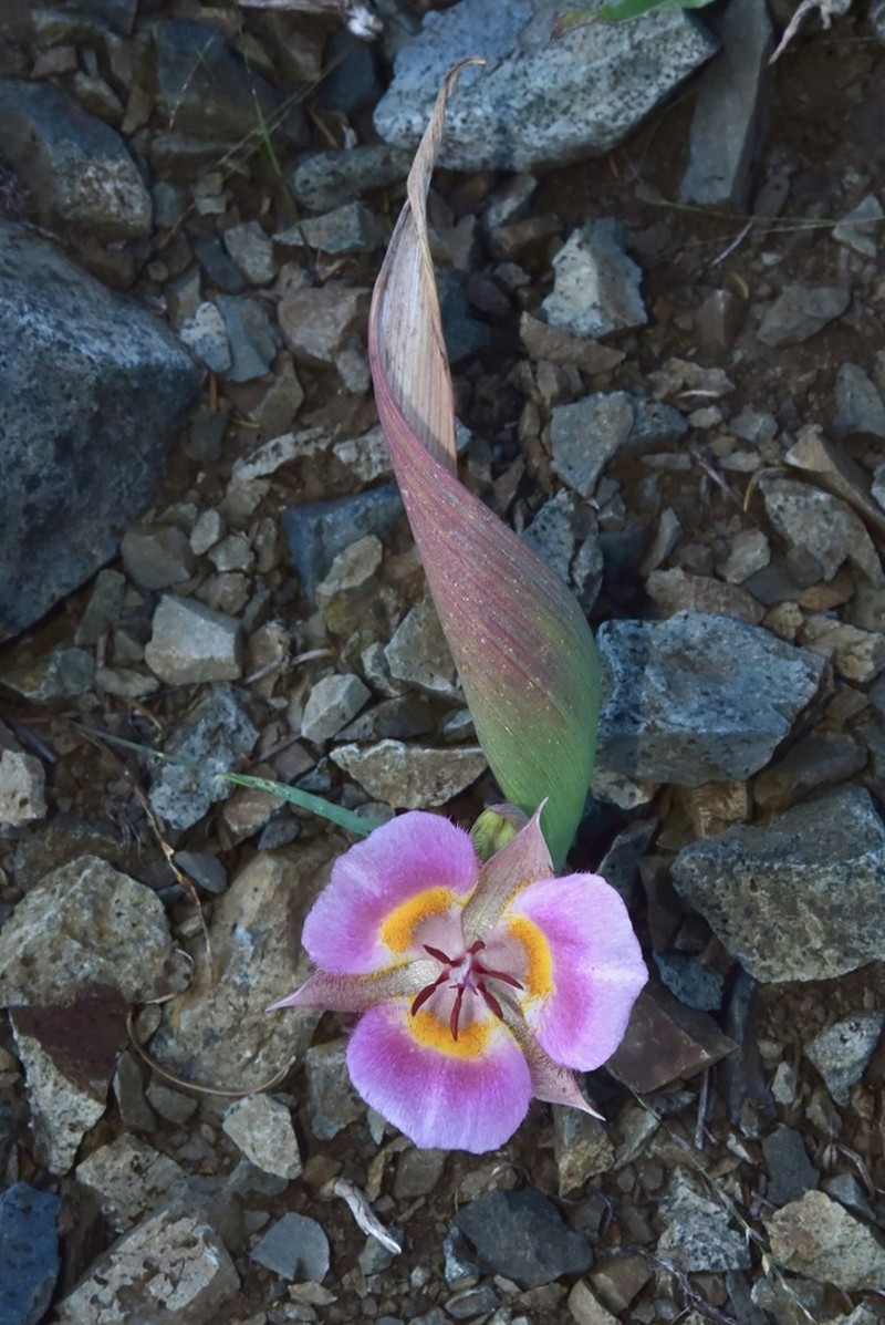 Siskiyou Mariposa Lily photo 4