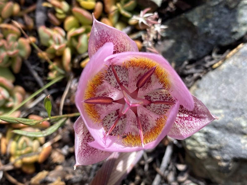 Siskiyou Mariposa Lily photo 5