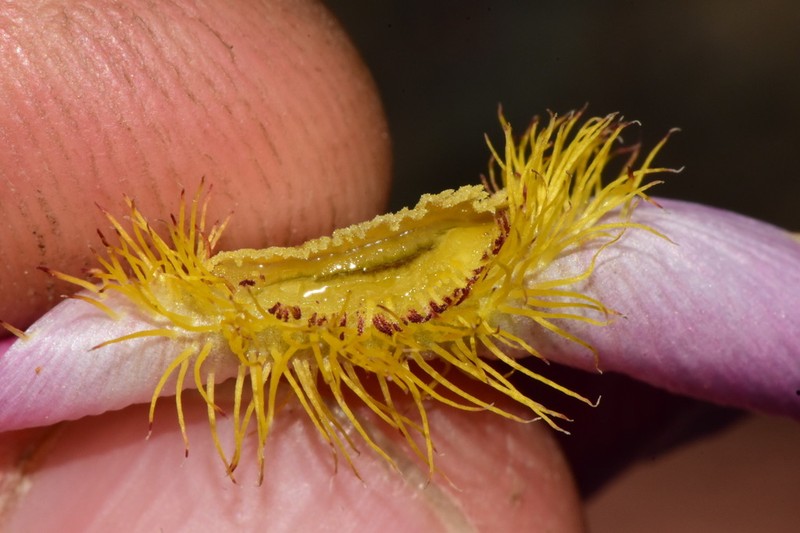 Siskiyou Mariposa Lily photo 6