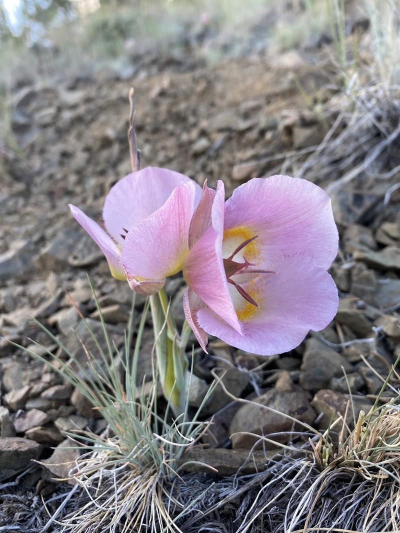 Siskiyou Mariposa Lily photo 7