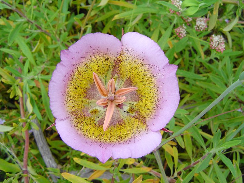 Plummer's Mariposa Lily