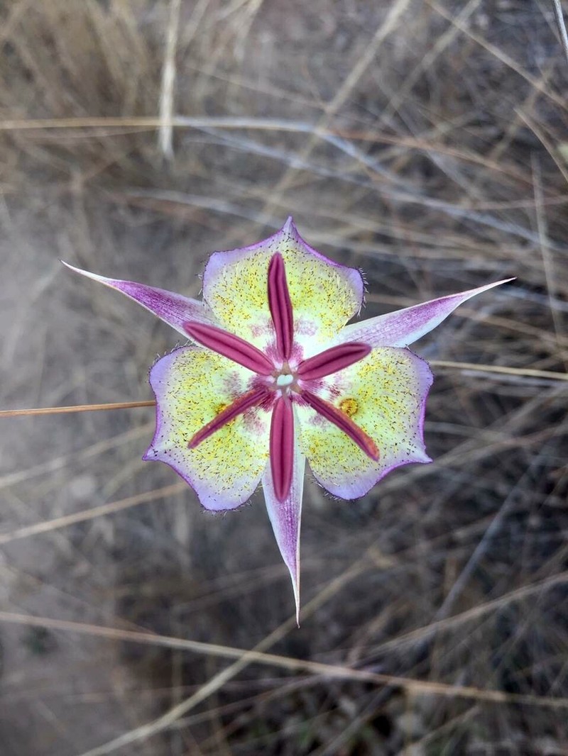 Plummer's Mariposa Lily