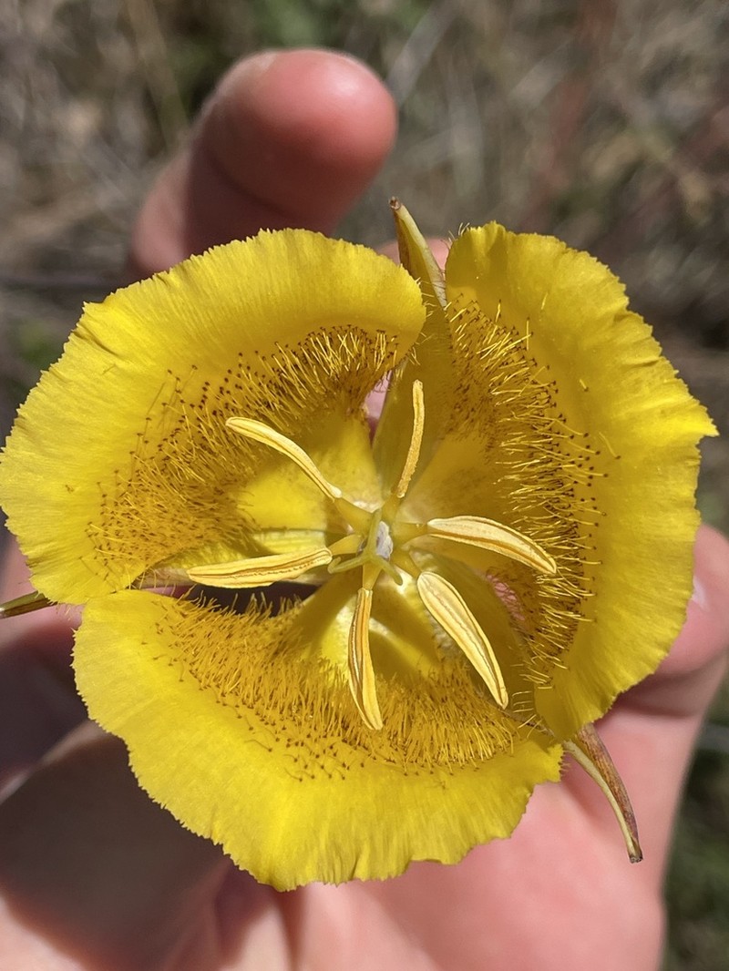 Plummer's Mariposa Lily photo 2