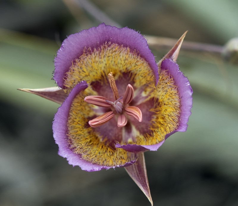 Plummer's Mariposa Lily photo 3