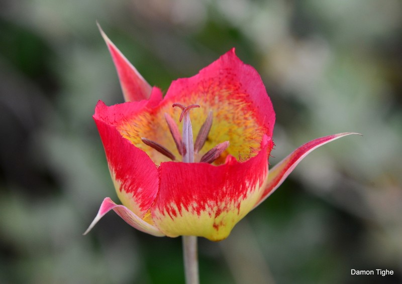 Plummer's Mariposa Lily photo 4