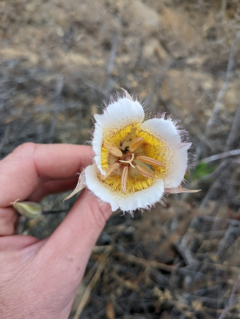 Plummer's Mariposa Lily photo 5