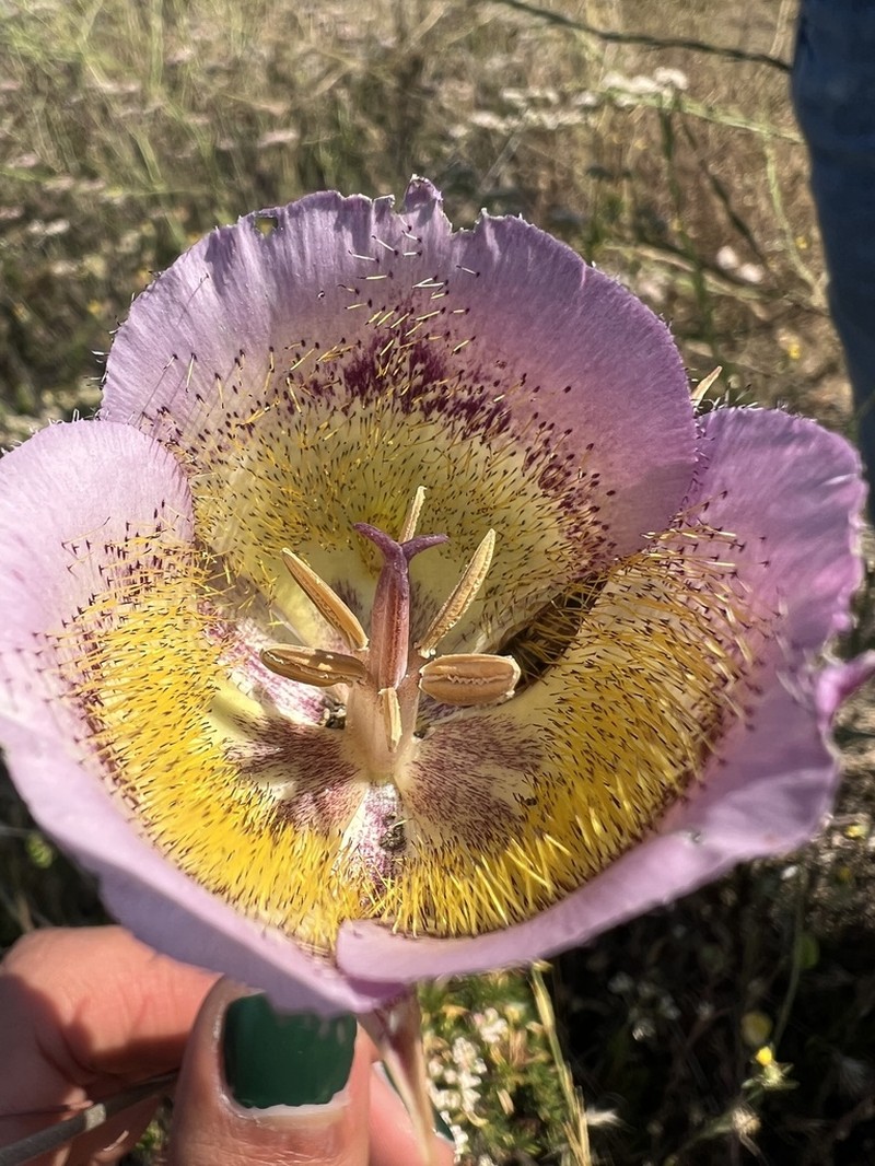 Plummer's Mariposa Lily photo 6