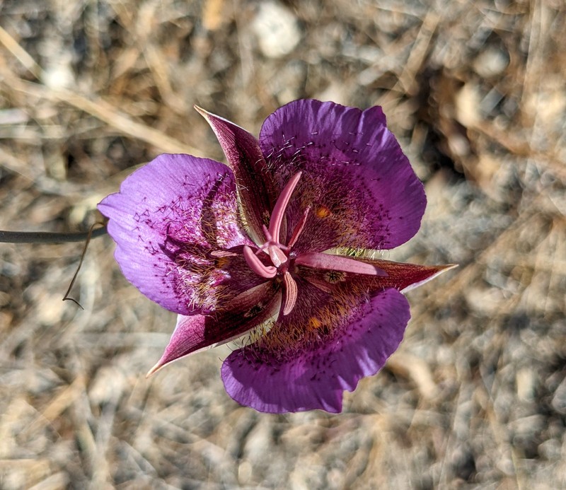 Plummer's Mariposa Lily photo 7