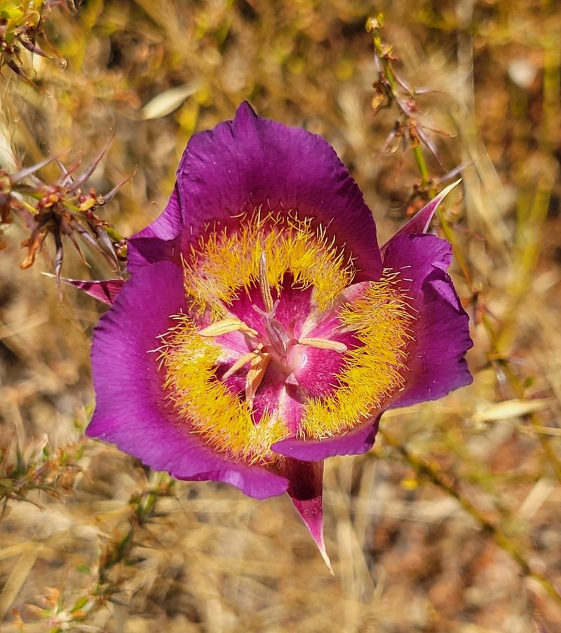 Plummer's Mariposa Lily photo 8