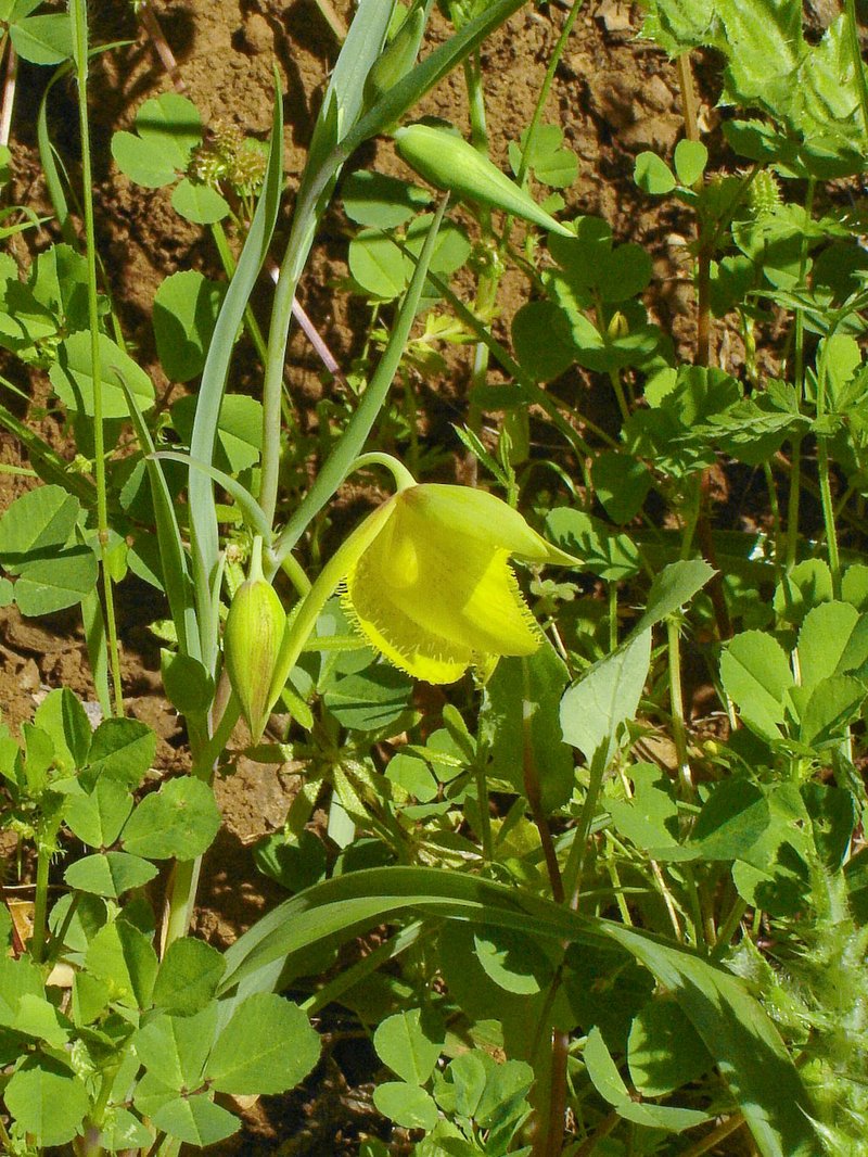 Mt. Diablo Fairy-Lantern