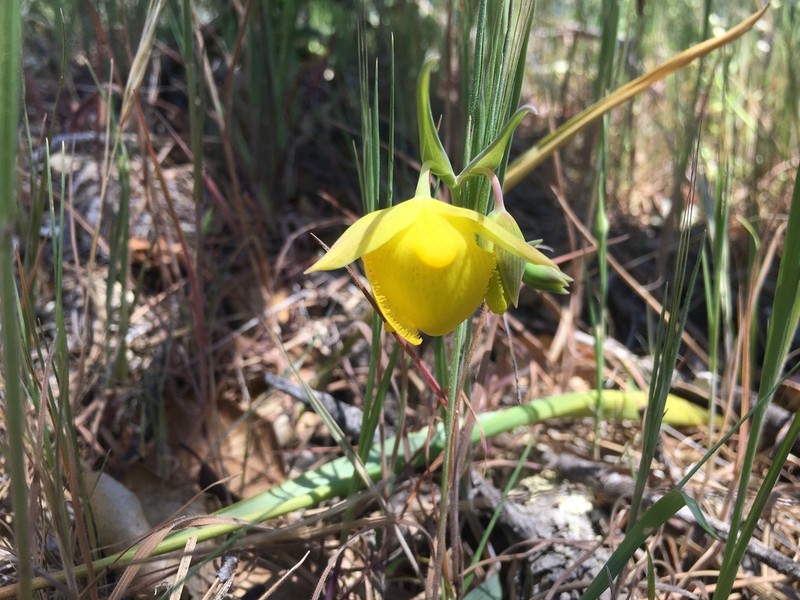 Mt. Diablo Fairy-Lantern photo 4