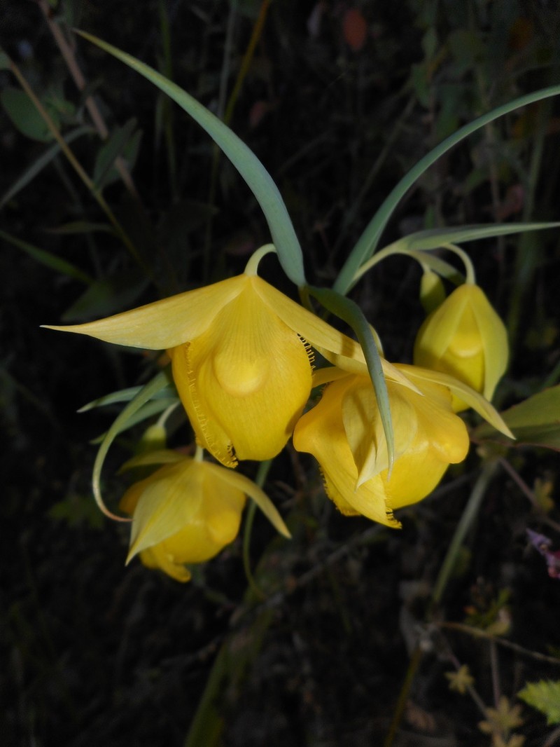 Mt. Diablo Fairy-Lantern photo 5