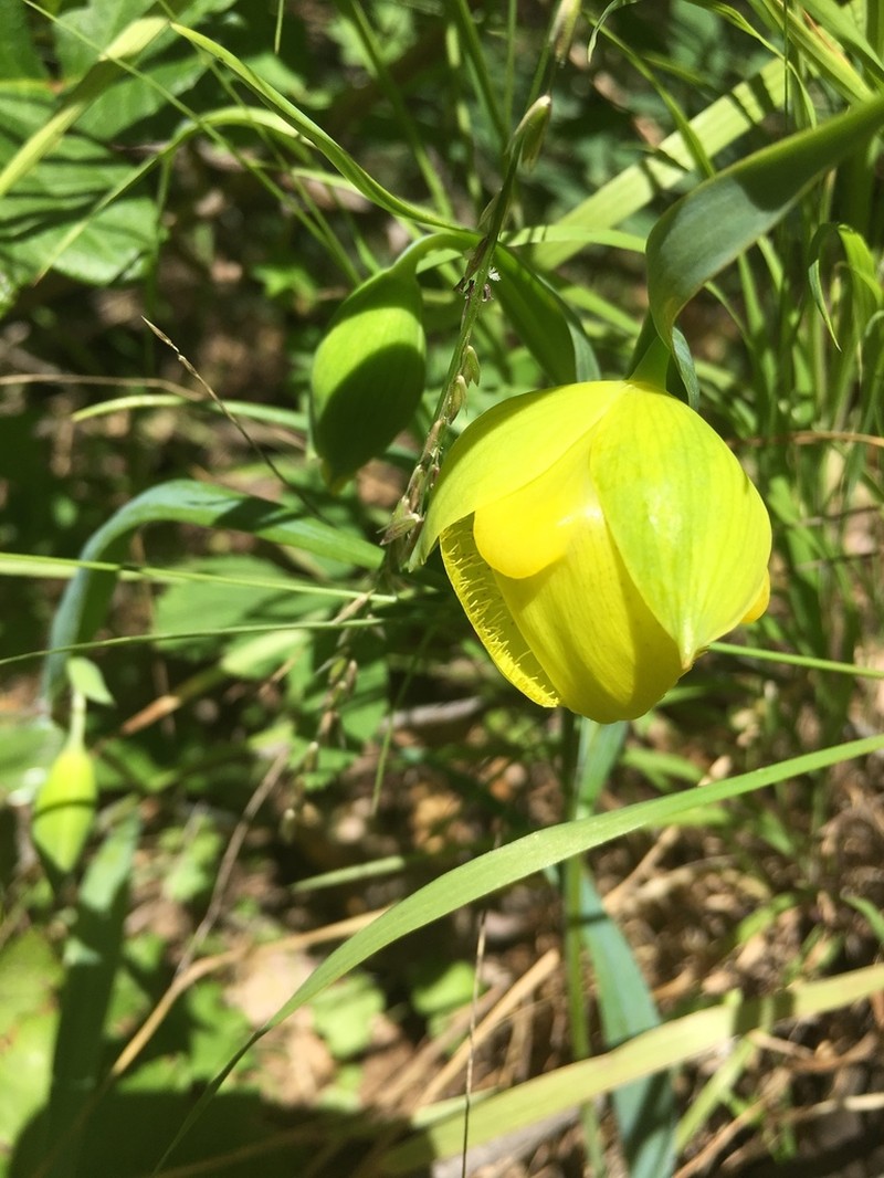 Mt. Diablo Fairy-Lantern photo 6