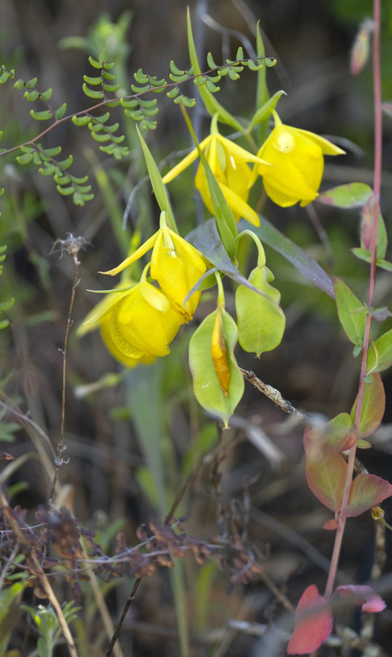 Mt. Diablo Fairy-Lantern photo 7