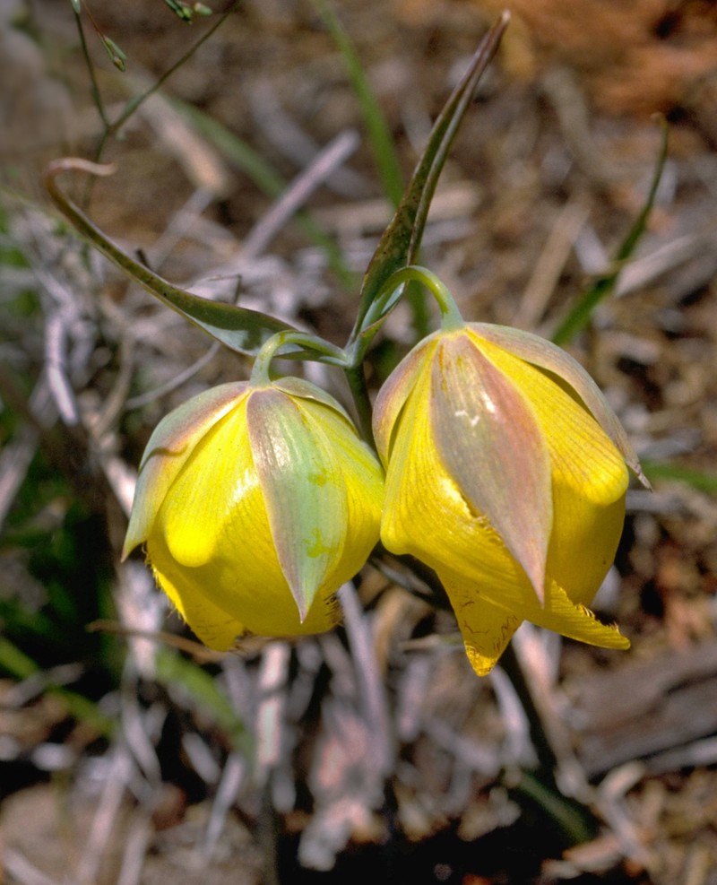 Cedars Mariposa Lily