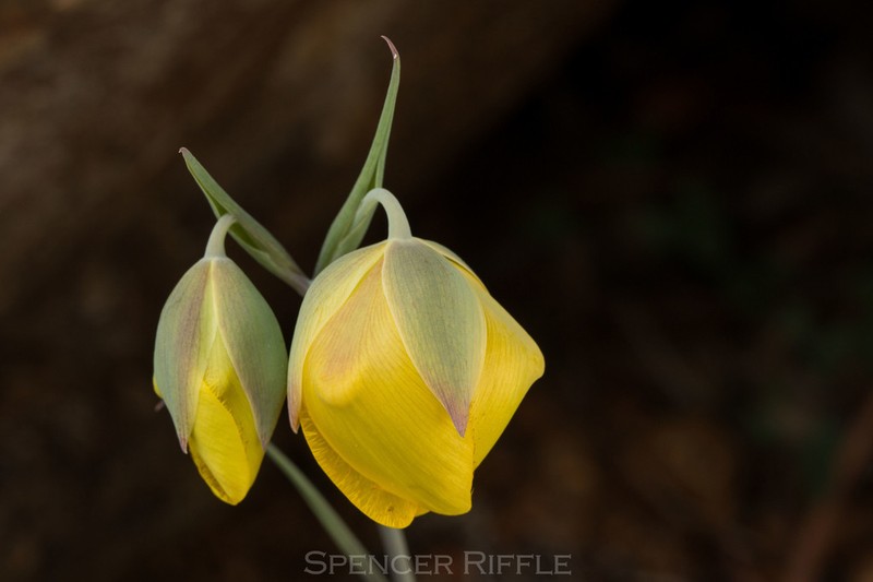 Cedars Mariposa Lily photo 2