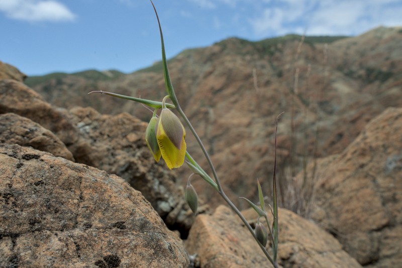 Cedars Mariposa Lily photo 3