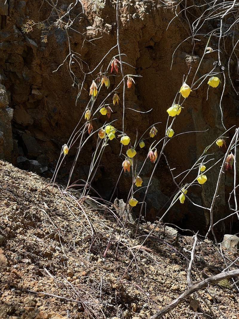 Cedars Mariposa Lily photo 4