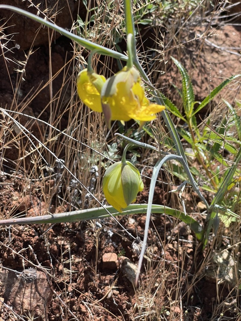 Cedars Mariposa Lily photo 5
