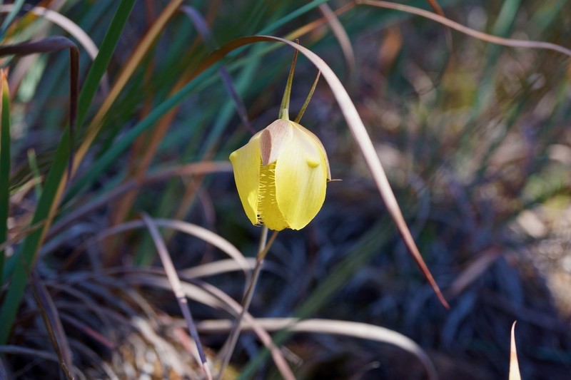 Cedars Mariposa Lily photo 6