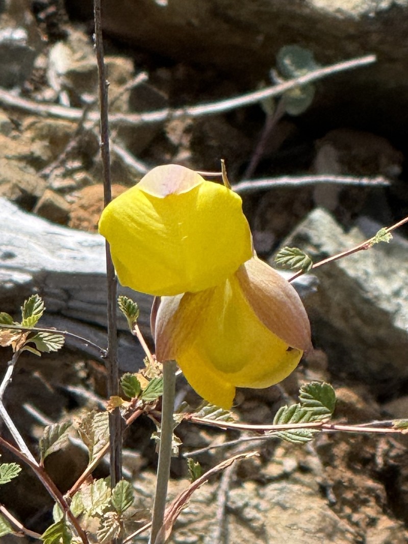 Cedars Mariposa Lily photo 7
