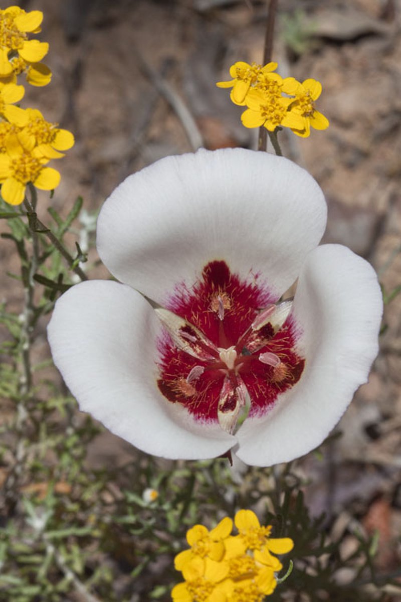 San Luis Obispo Mariposa Lily