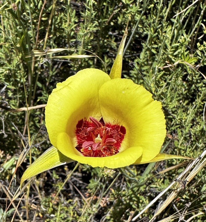San Luis Obispo Mariposa Lily photo 2