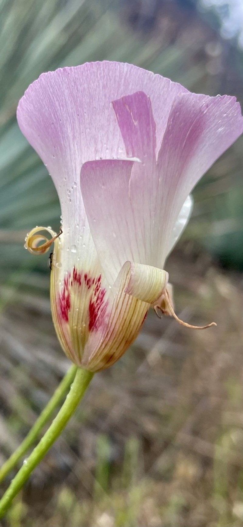 San Luis Obispo Mariposa Lily photo 3