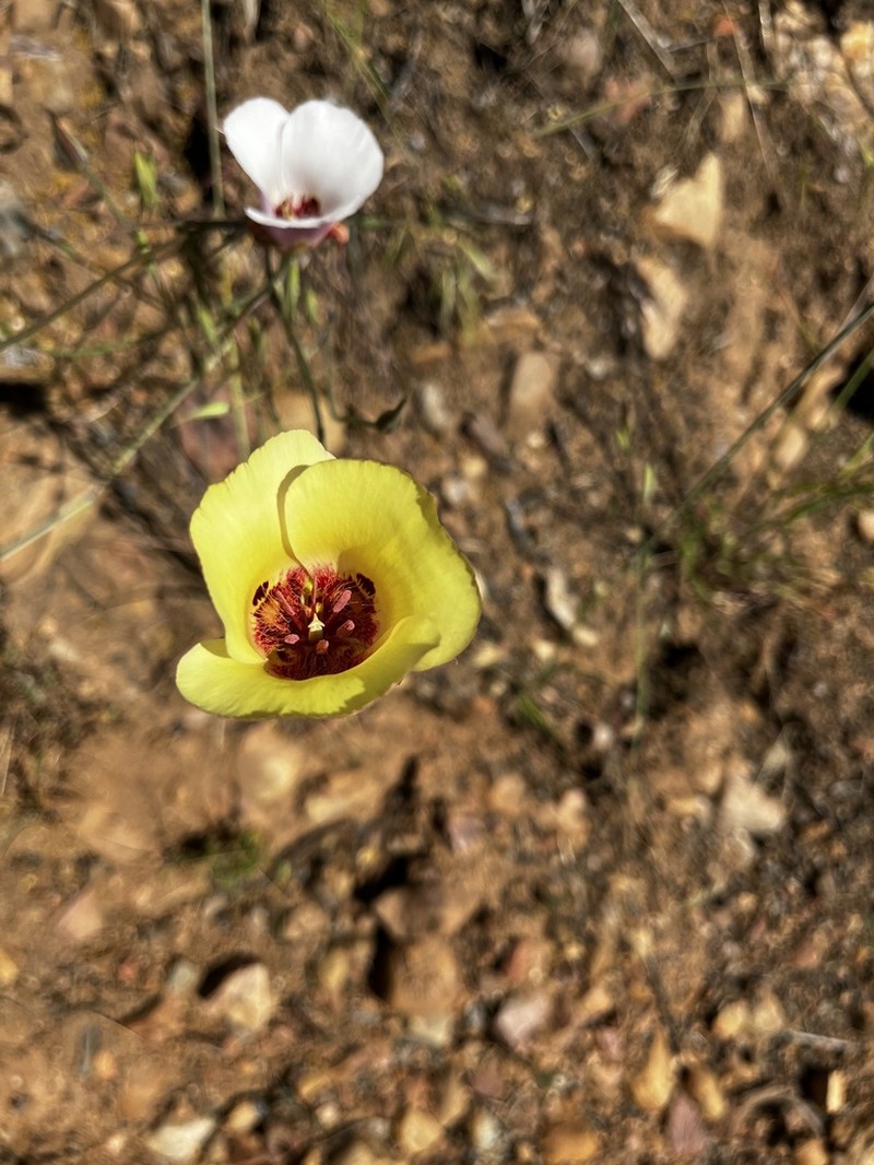 San Luis Obispo Mariposa Lily photo 4