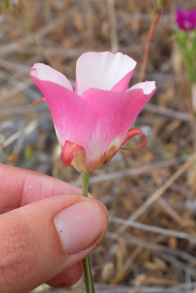 San Luis Obispo Mariposa Lily photo 5