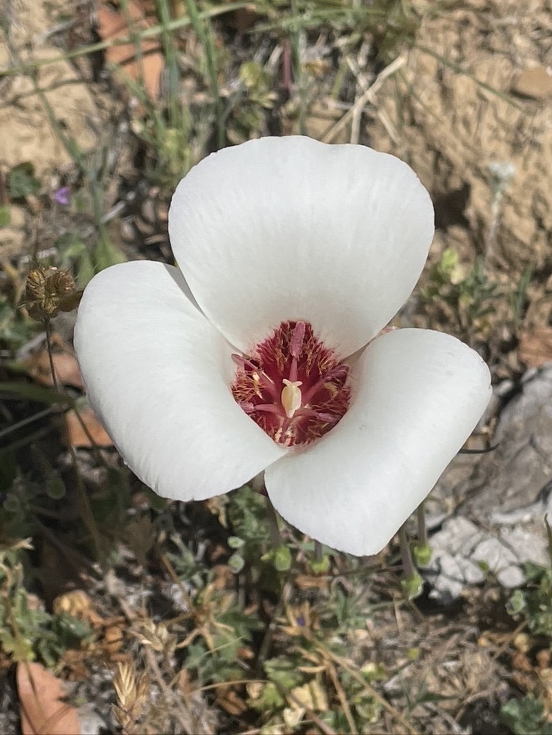 San Luis Obispo Mariposa Lily photo 6