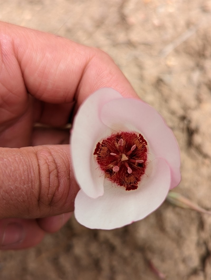 San Luis Obispo Mariposa Lily photo 7