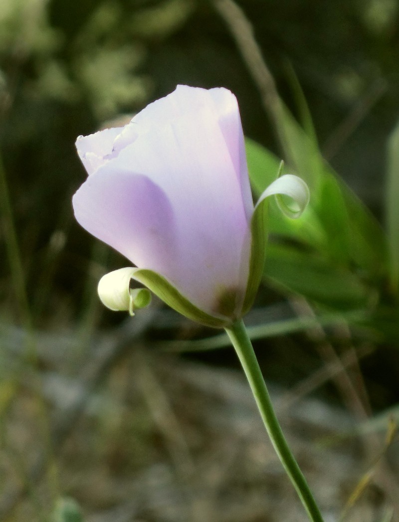 Splendid Mariposa Lily photo 2