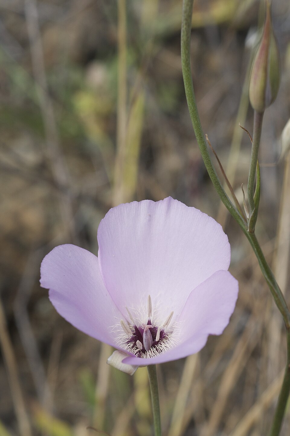 Splendid Mariposa Lily