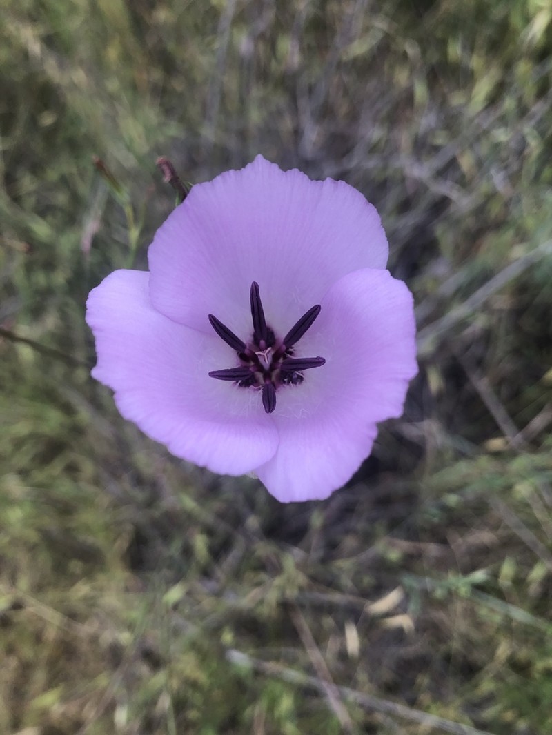 Splendid Mariposa Lily photo 4