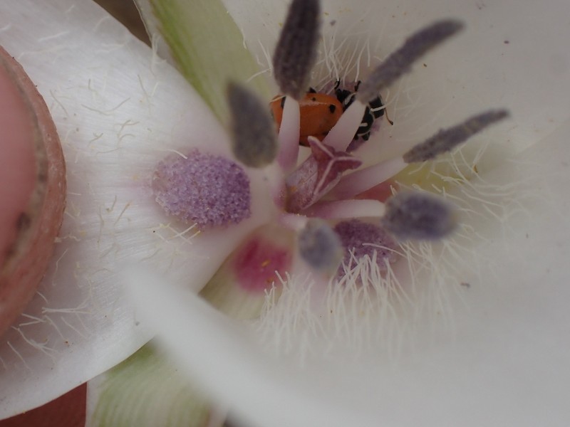 Splendid Mariposa Lily photo 5