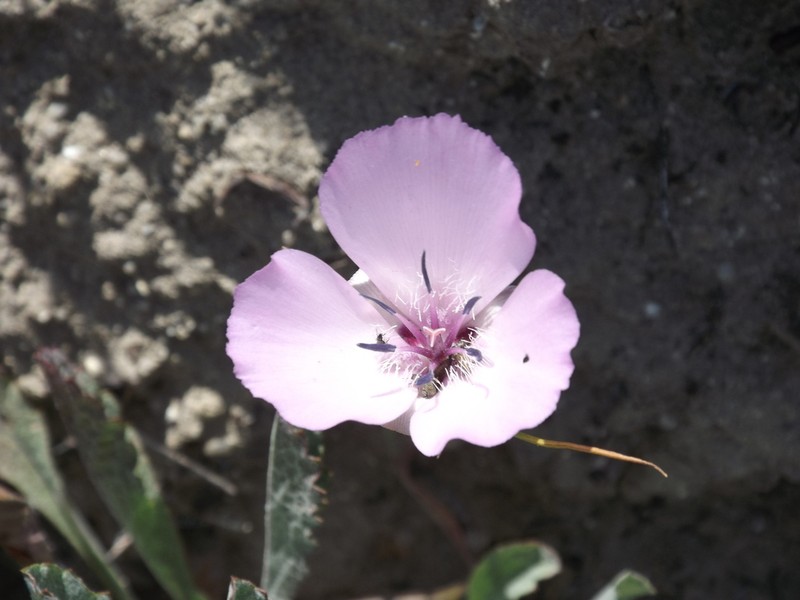 Splendid Mariposa Lily photo 6